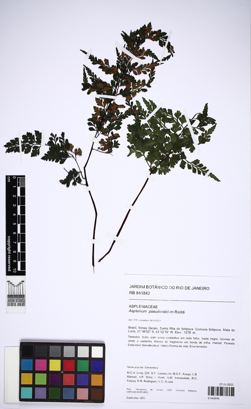 Asplenium wacketii photo 3
