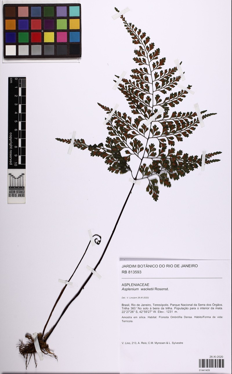 Asplenium wacketii photo 4