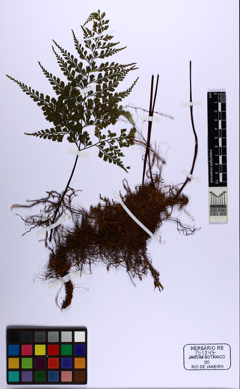 Asplenium wacketii photo 5