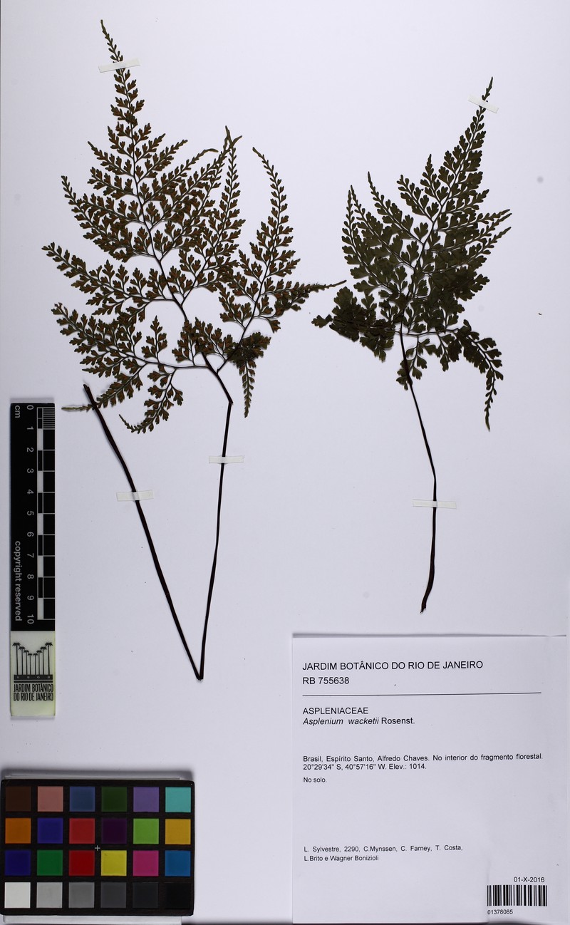 Asplenium wacketii photo 6