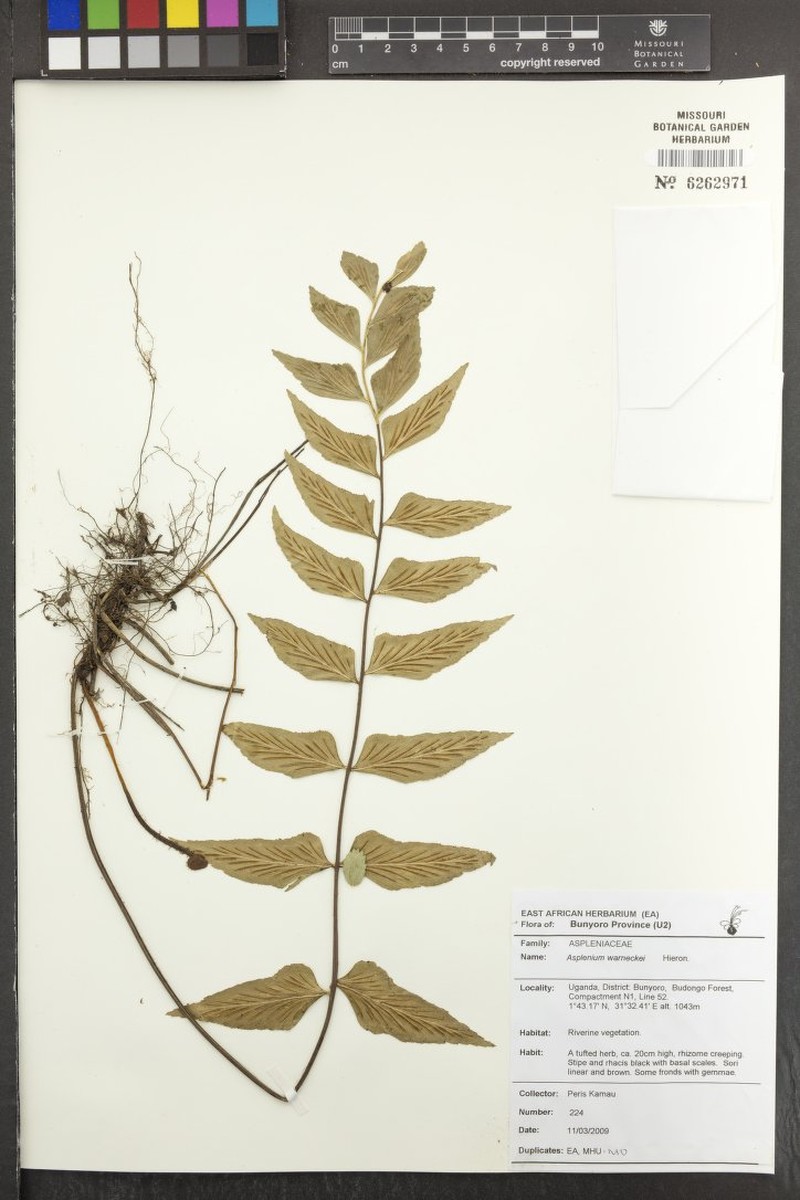 Asplenium warneckei