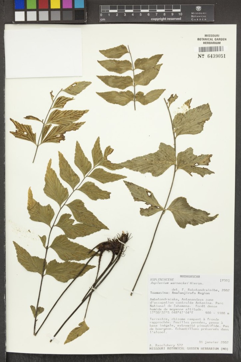 Asplenium warneckei photo 2