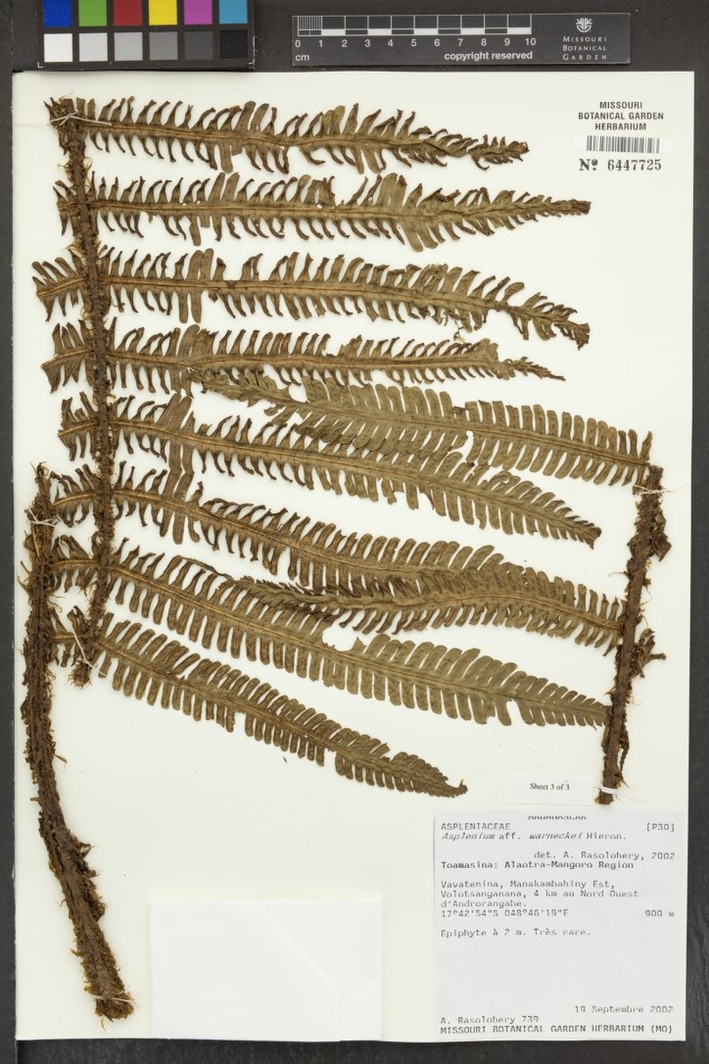 Asplenium warneckei photo 3