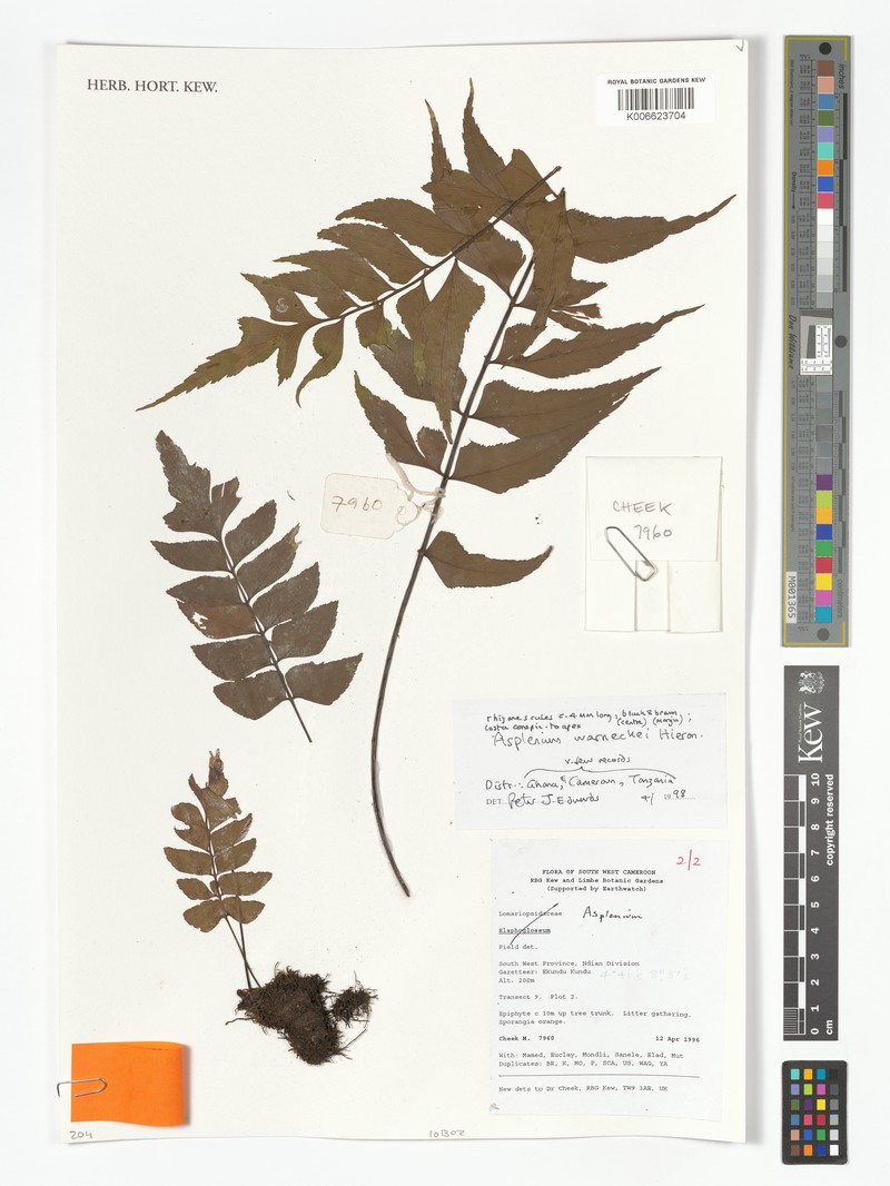 Asplenium warneckei photo 4
