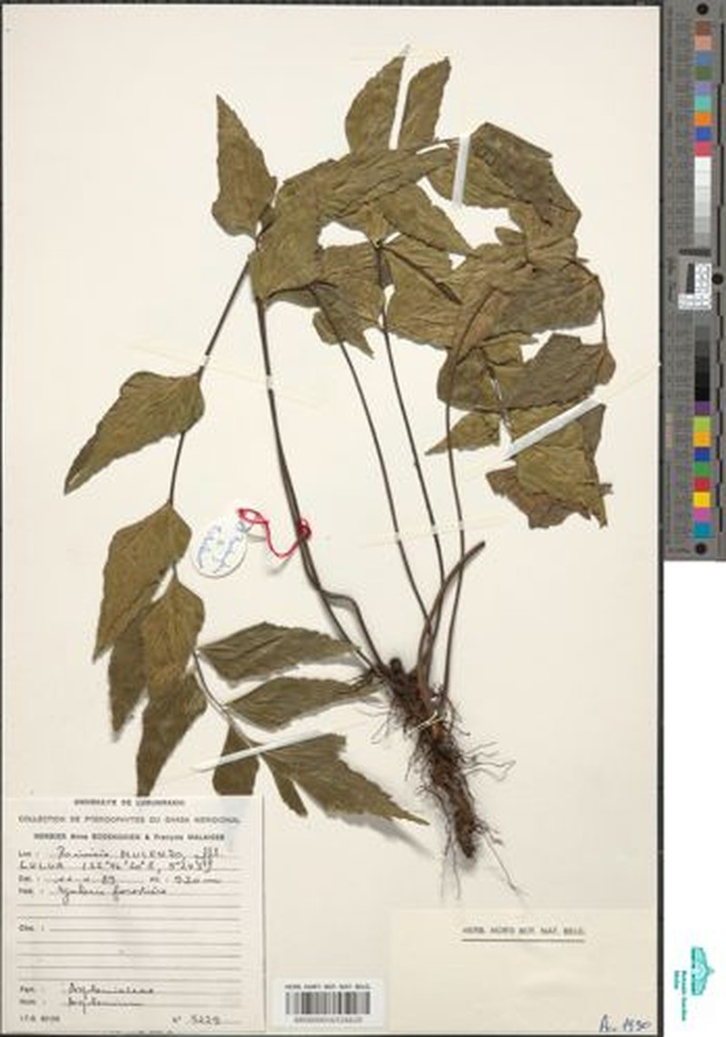 Asplenium warneckei