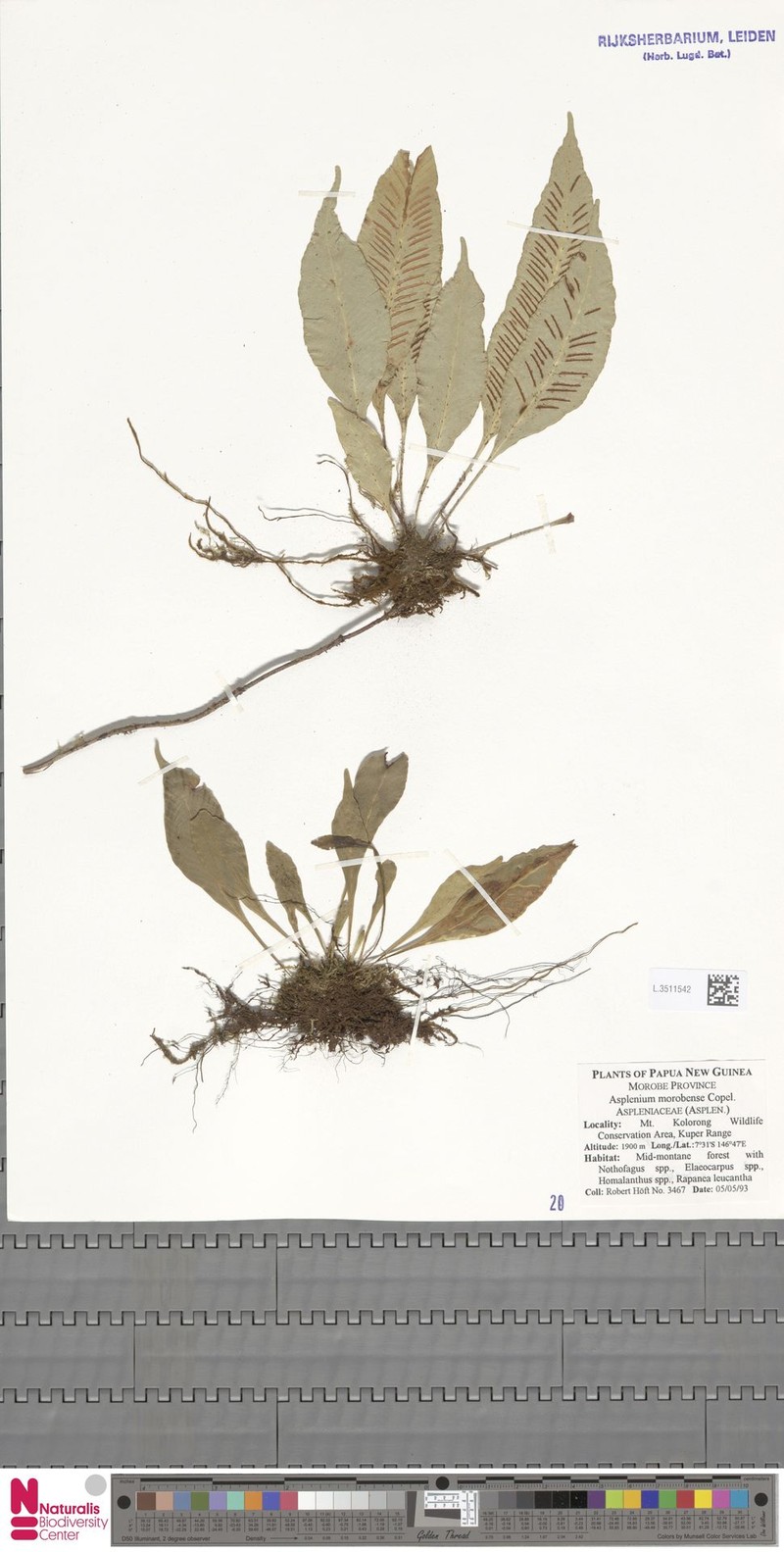 Asplenium werneri