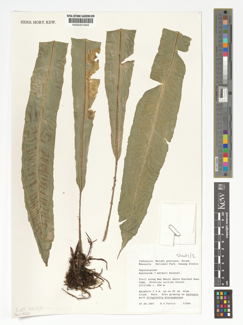 Asplenium werneri photo 2