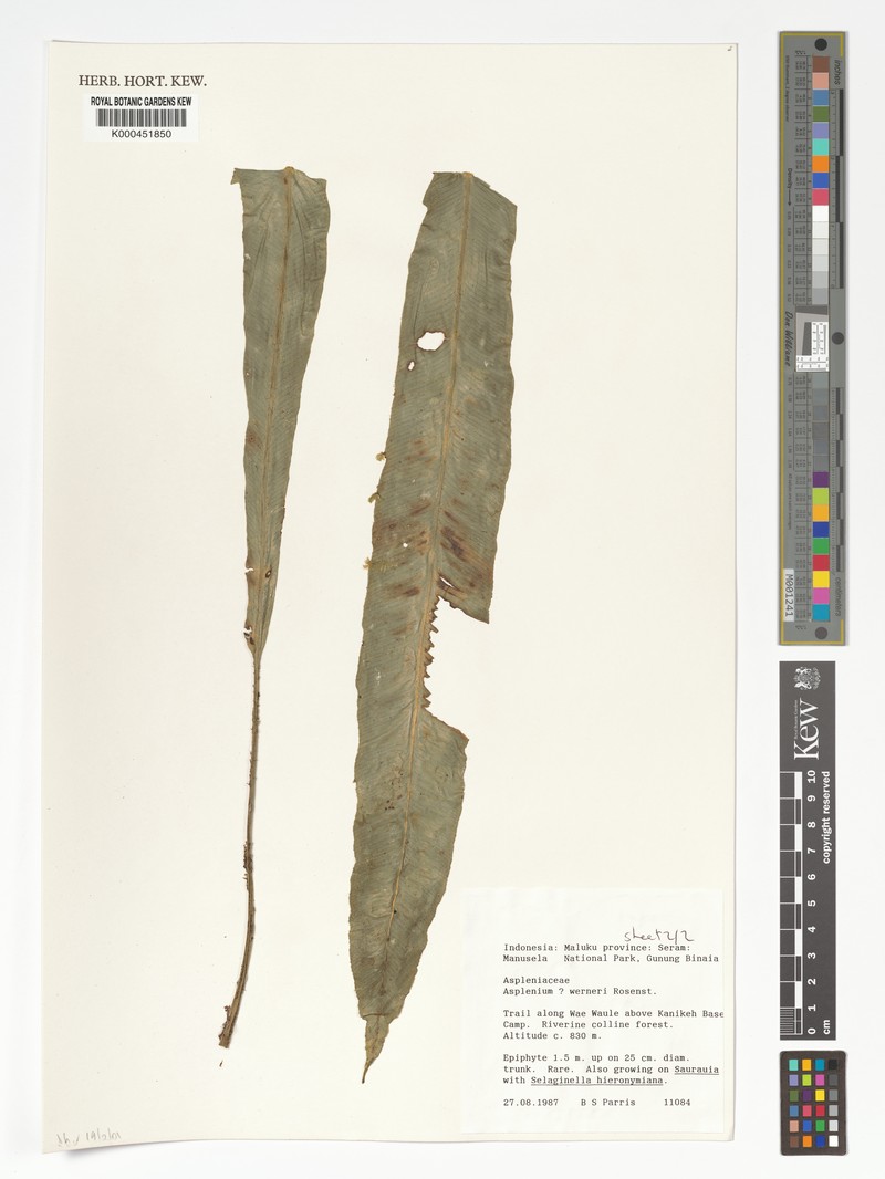 Asplenium werneri photo 3