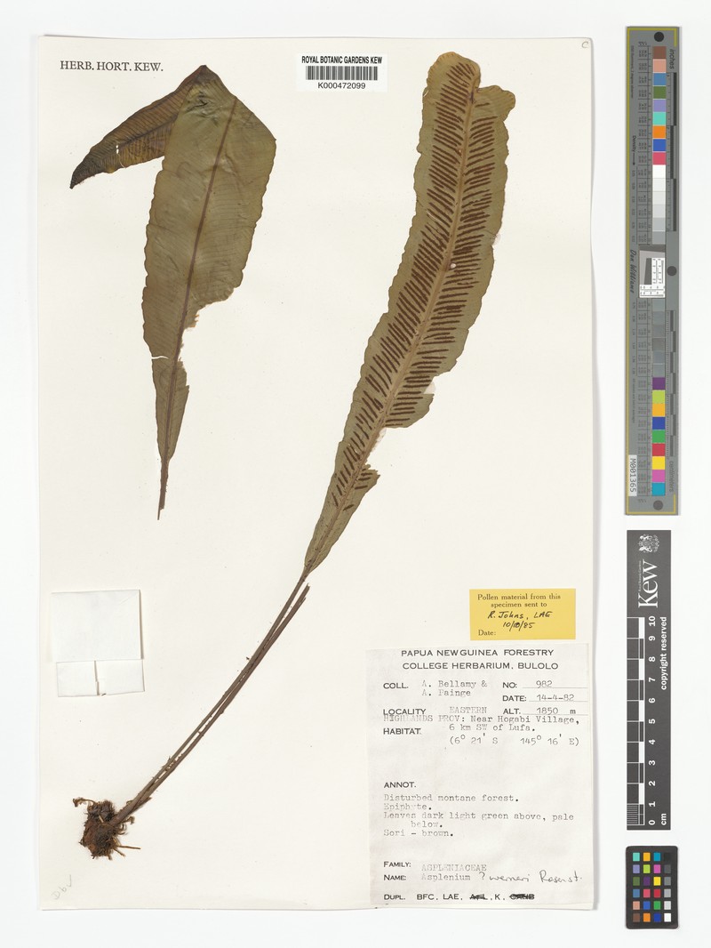 Asplenium werneri photo 4