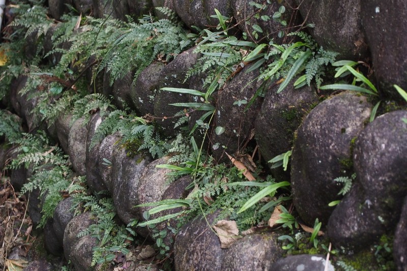 Asplenium wilfordii