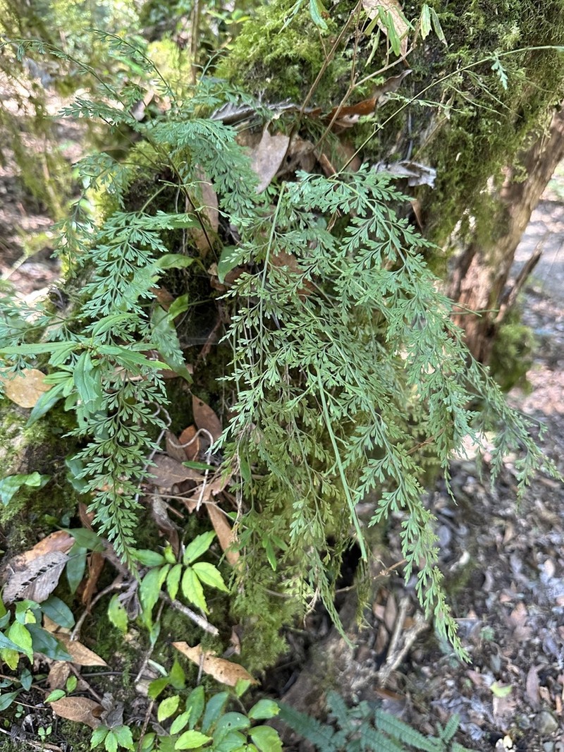 Asplenium wilfordii photo 2