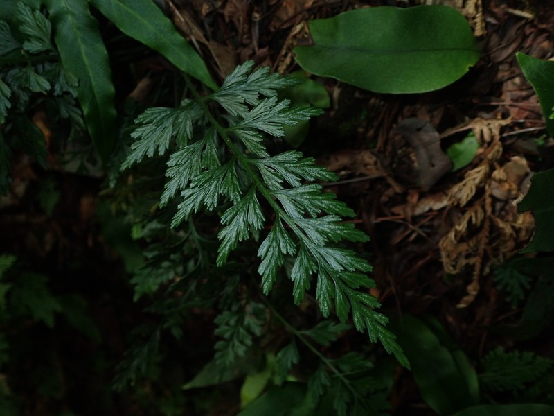 Asplenium wilfordii photo 3