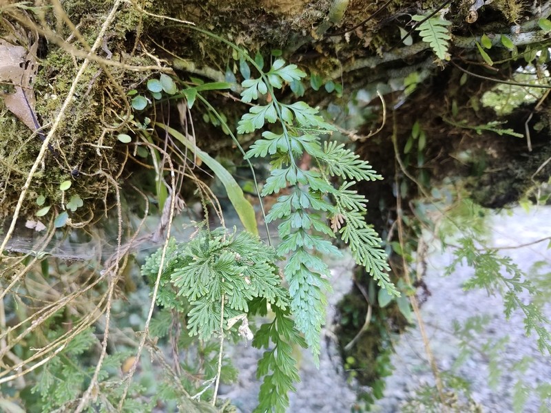 Asplenium wilfordii photo 4