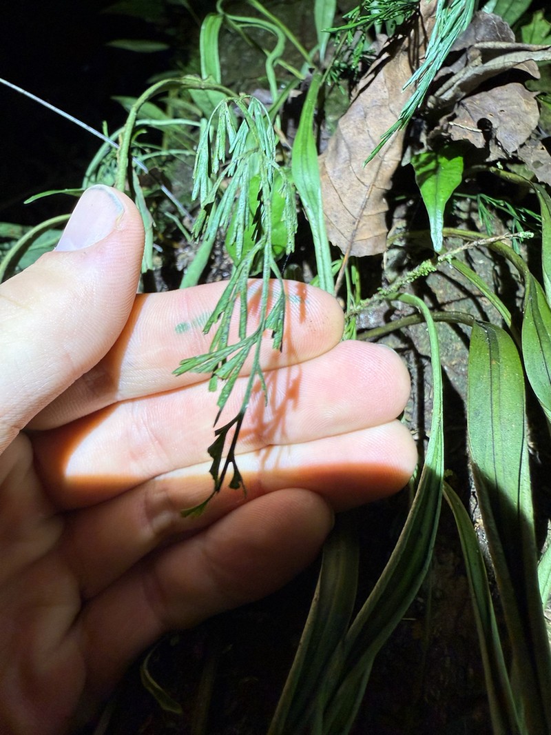 Asplenium wilfordii photo 5