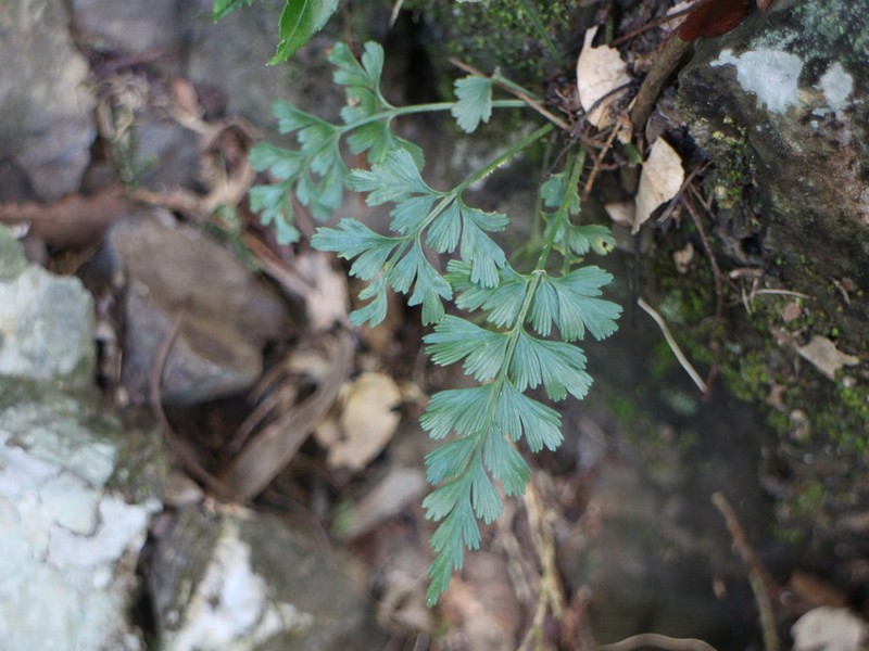 Asplenium wilfordii photo 6