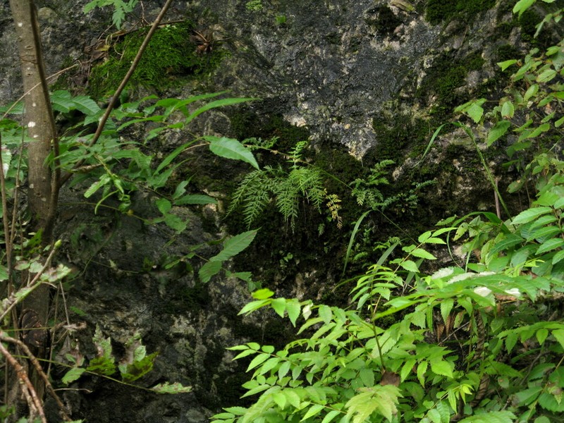 Asplenium wilfordii photo 7