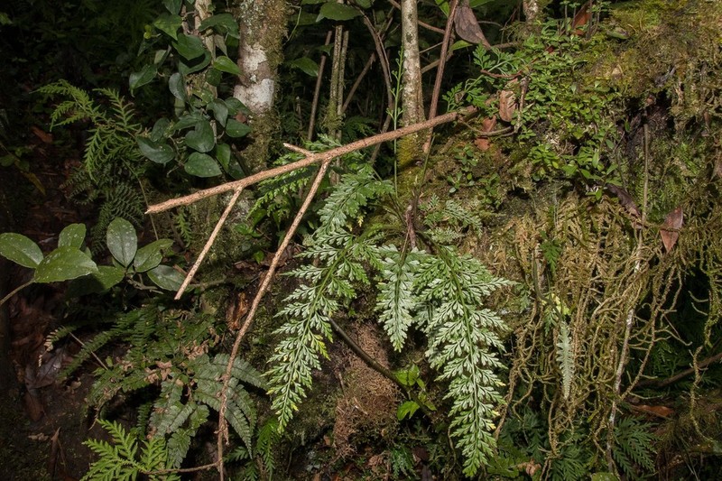 Asplenium wilfordii photo 8