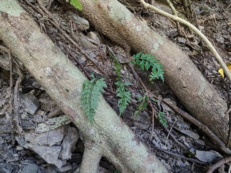 Asplenium wilfordii var. densum