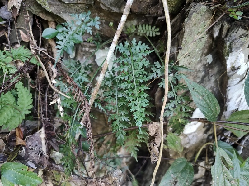 Asplenium wilfordii var. densum photo 2