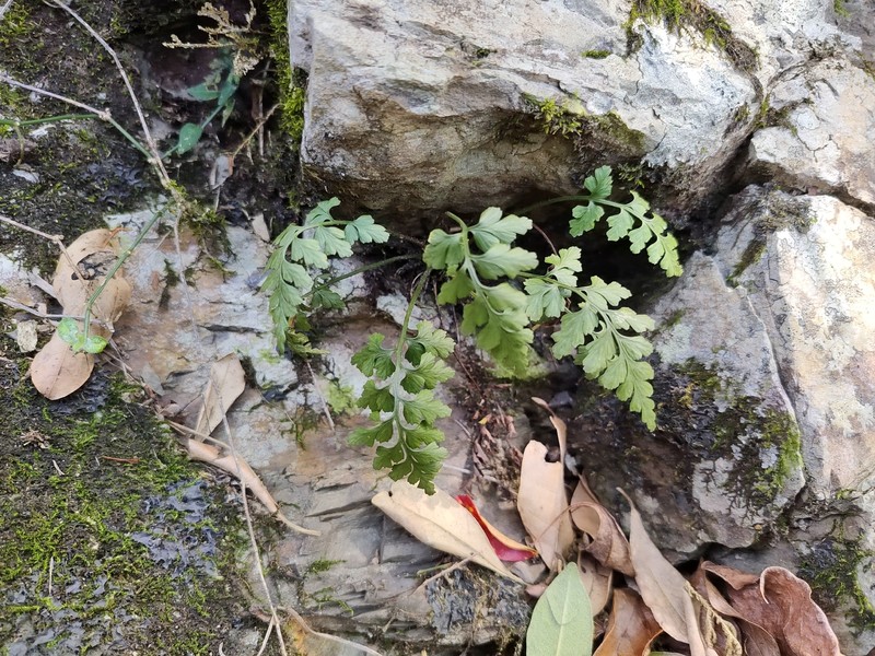 Asplenium wilfordii var. densum photo 3