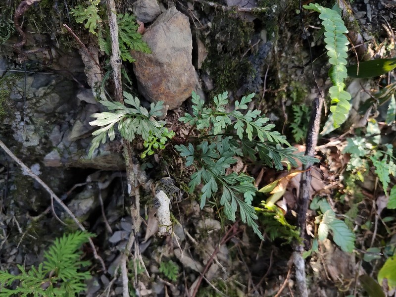 Asplenium wilfordii var. densum photo 4