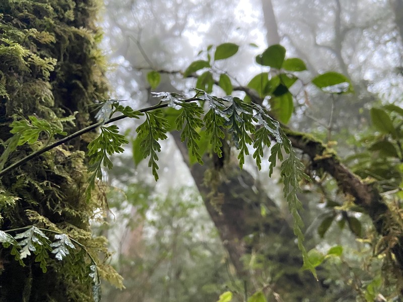 Asplenium wilfordii var. wilfordii