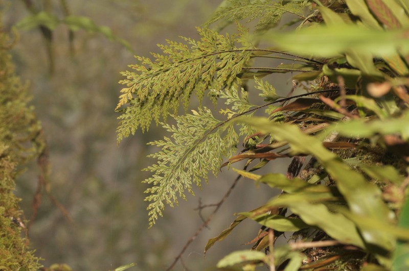 Asplenium wilfordii var. wilfordii photo 3