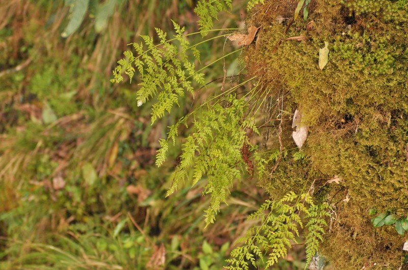 Asplenium wilfordii var. wilfordii photo 4
