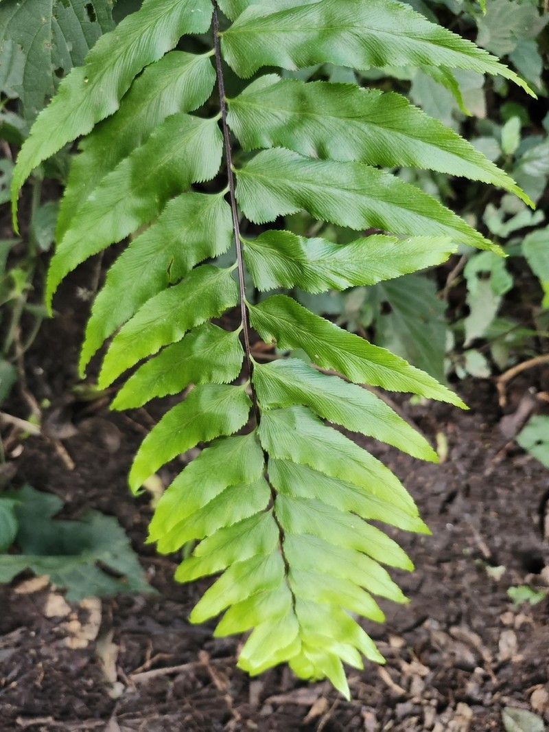 Asplenium wrightii photo 3