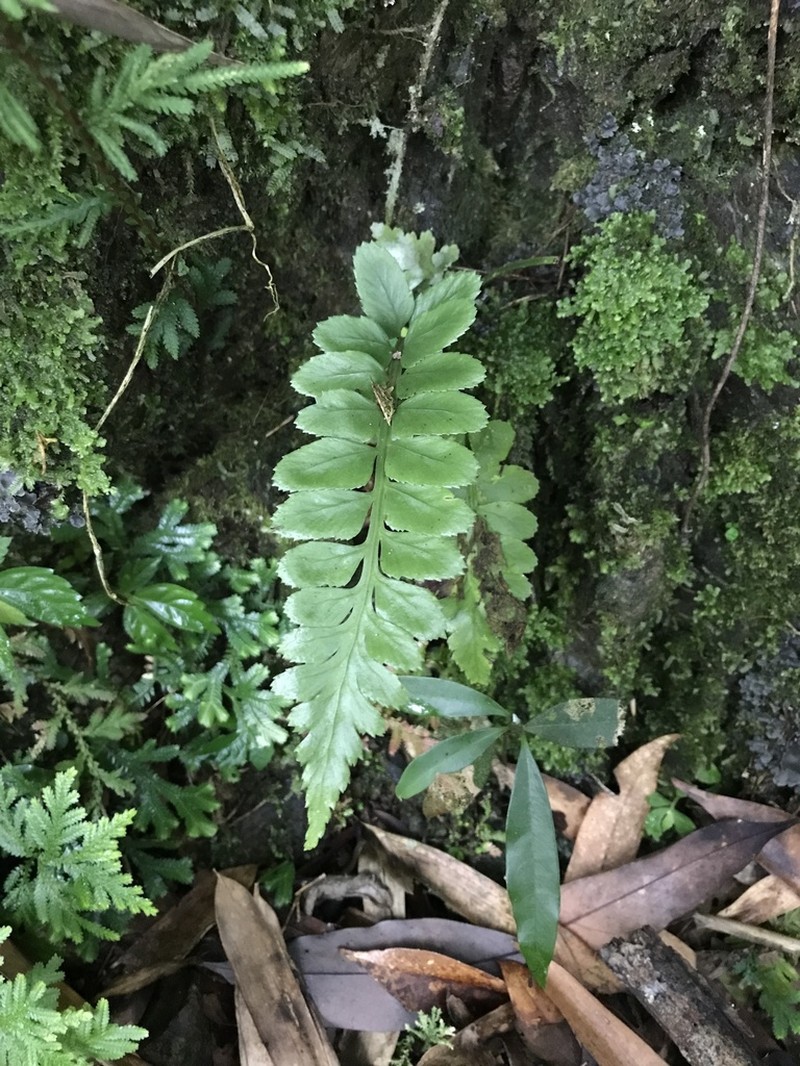 Asplenium wrightii photo 4