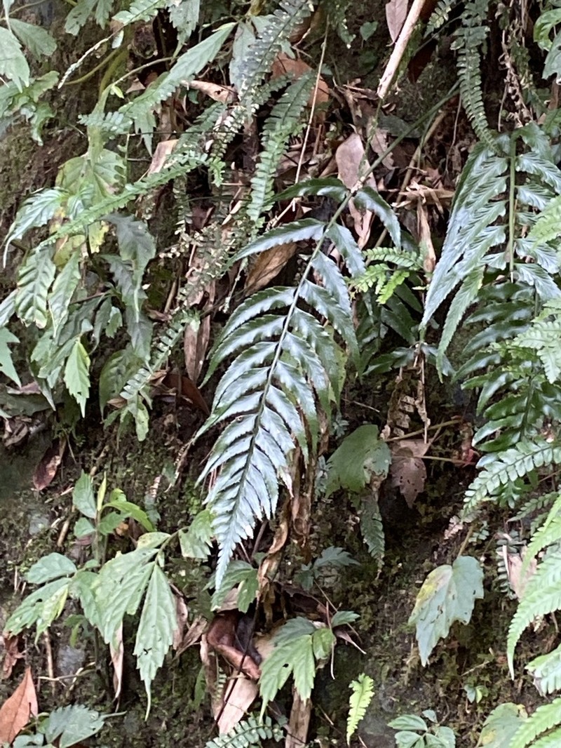 Asplenium wrightii photo 5