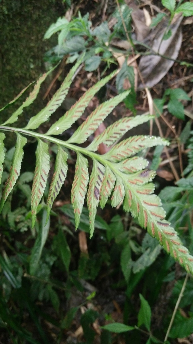 Asplenium wrightii photo 6