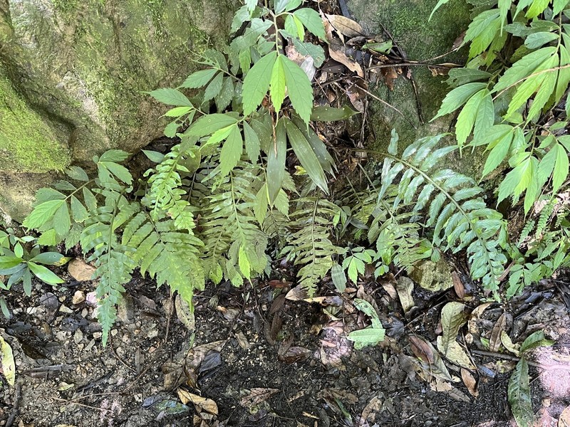 Asplenium wrightii photo 7