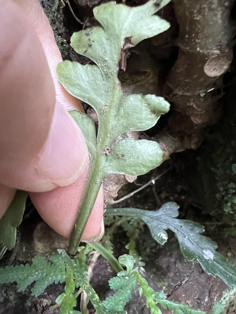 Asplenium wrightii photo 8