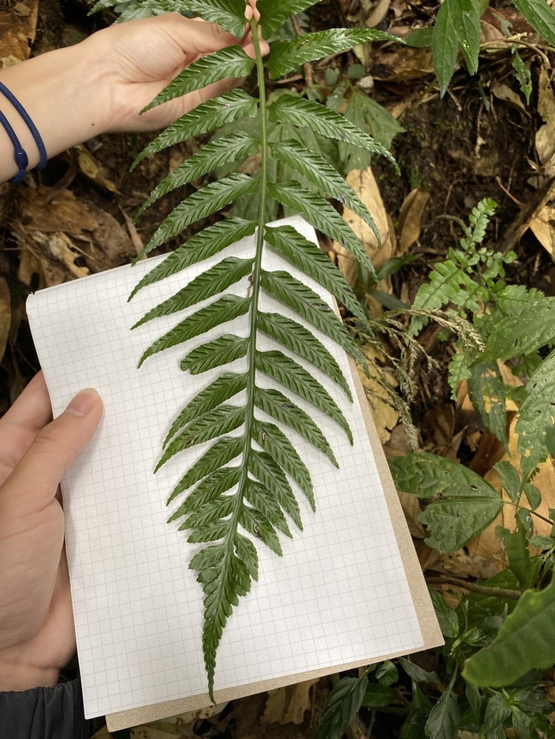 Asplenium wrightii