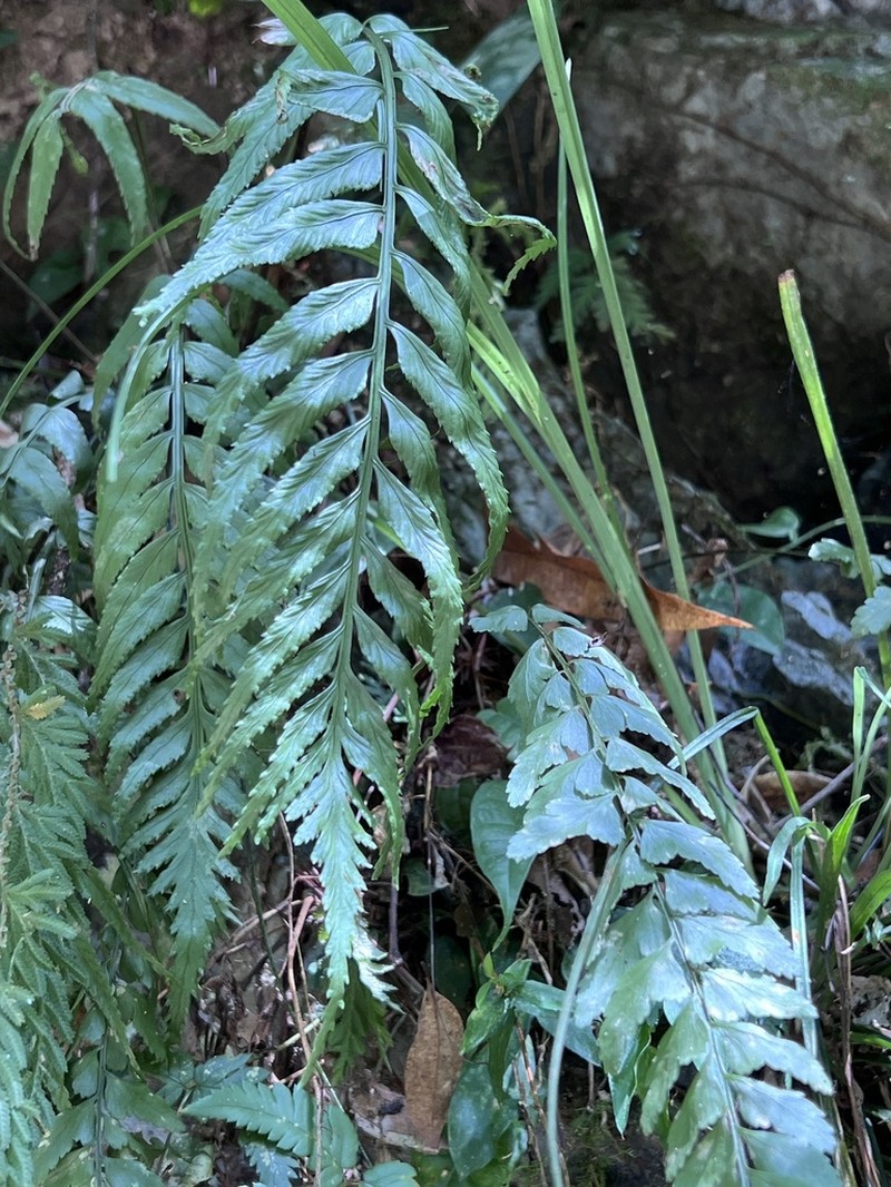 Asplenium wrightii photo 2
