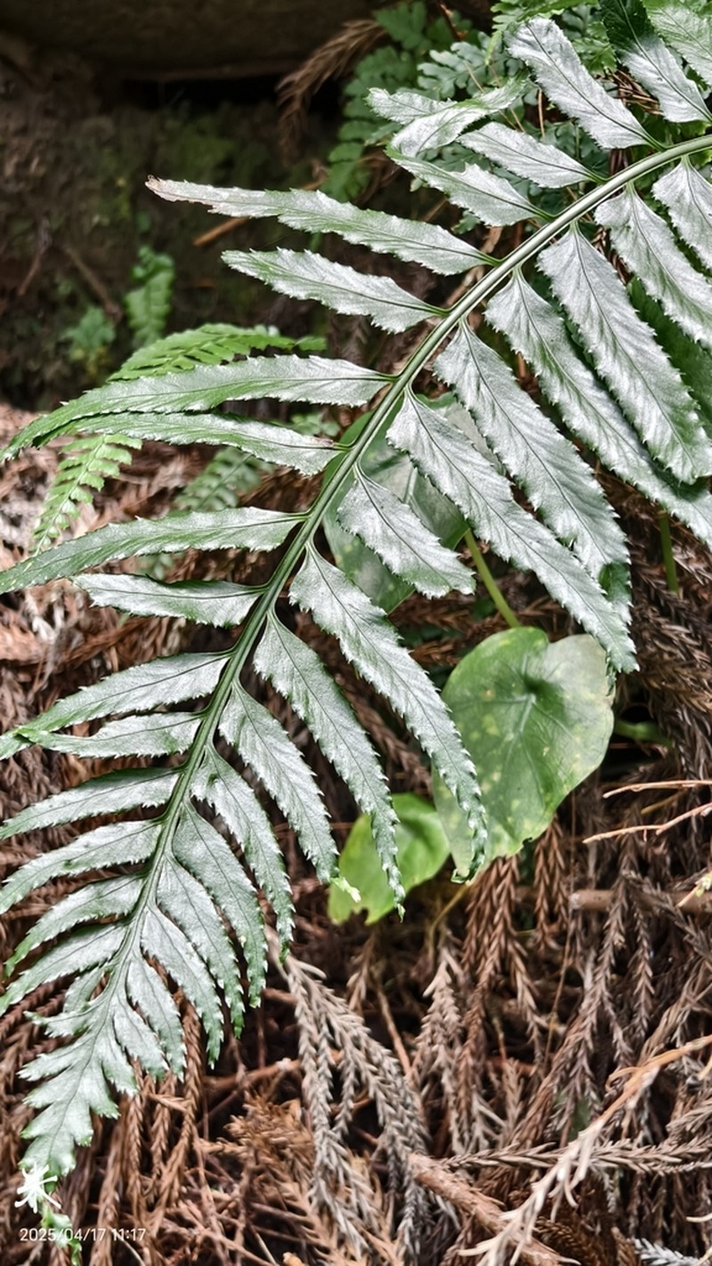 Asplenium wrightii photo 3