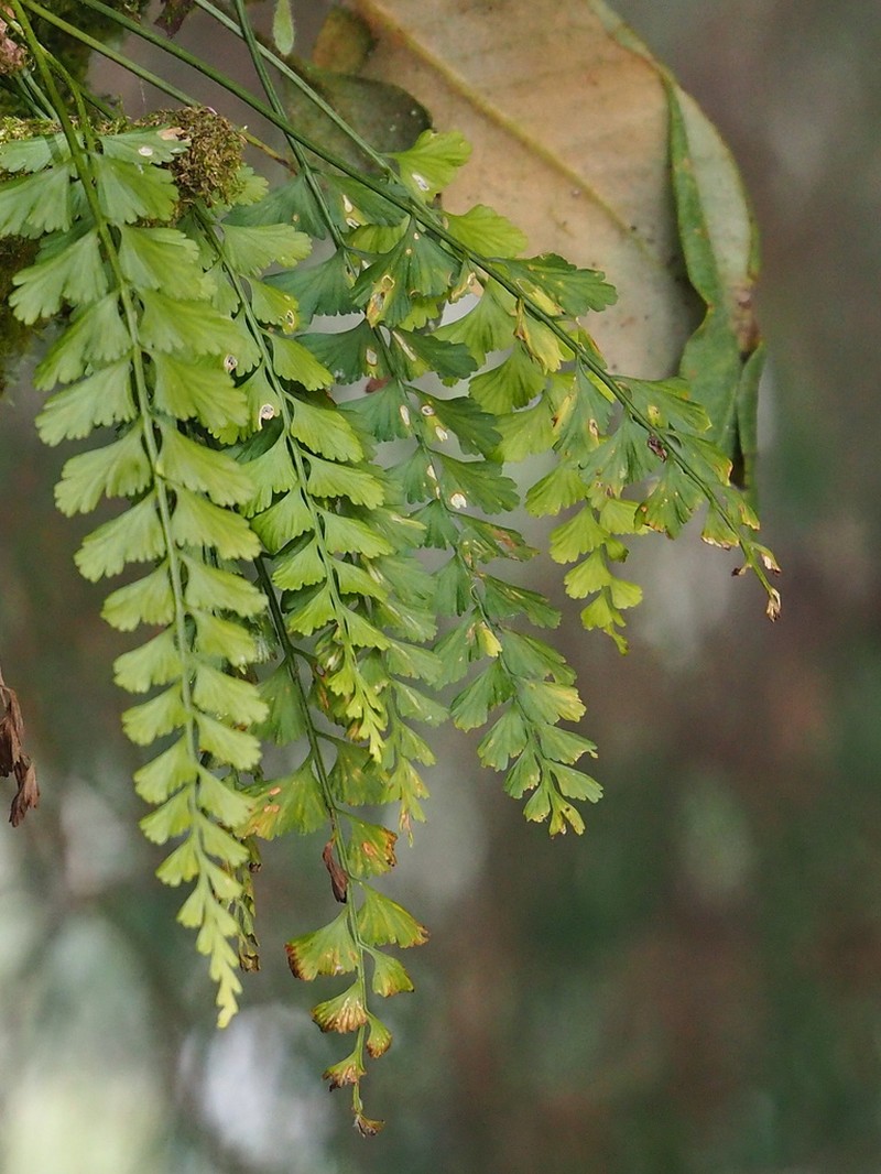 Asplenium yoshinagae photo 4
