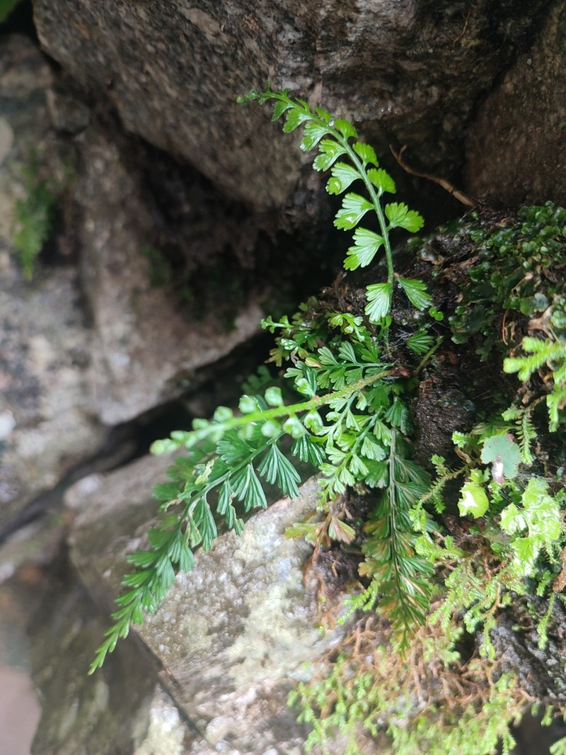 Asplenium yoshinagae photo 5