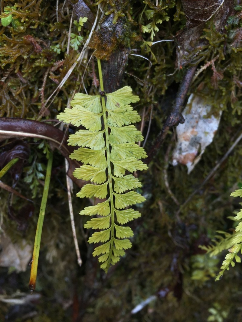 Asplenium yoshinagae photo 6