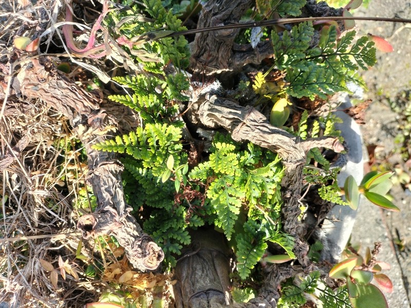 Asplenium yoshinagae photo 7