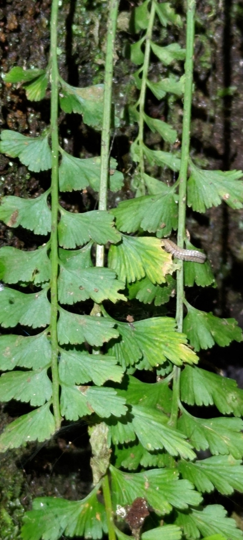Asplenium yoshinagae photo 8