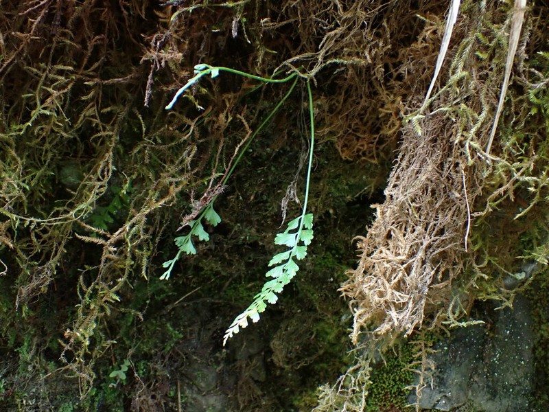 Asplenium yoshinagae