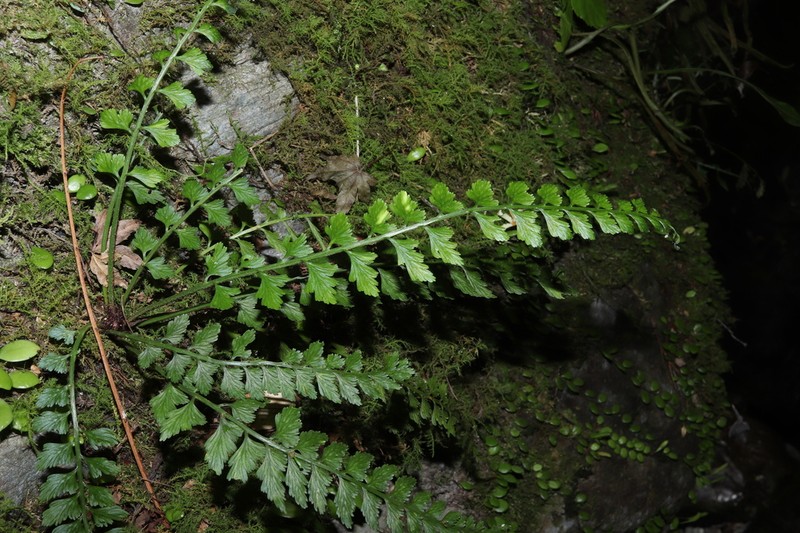 Asplenium yoshinagae photo 2