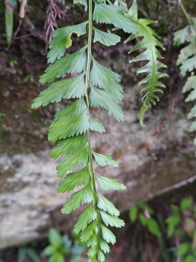 Asplenium yoshinagae photo 3