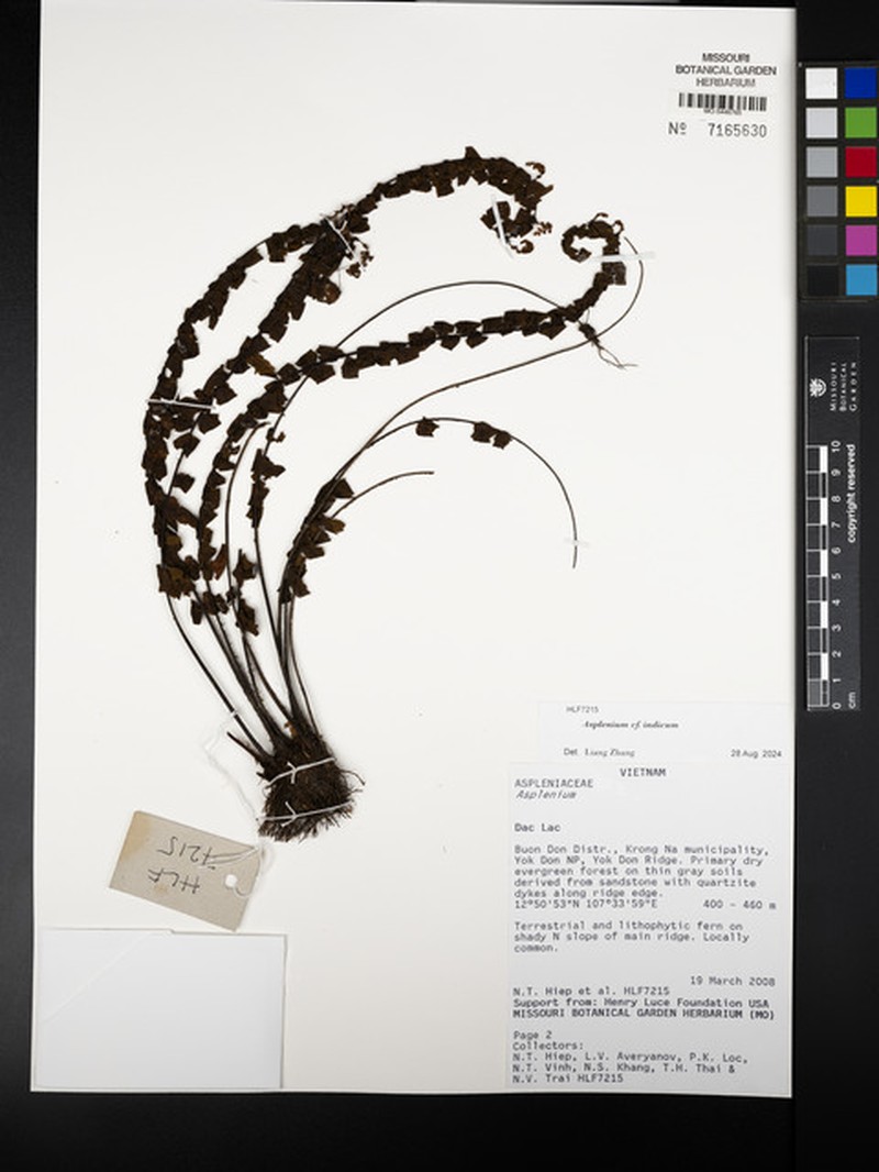 Asplenium yoshinagae subsp. indicum
