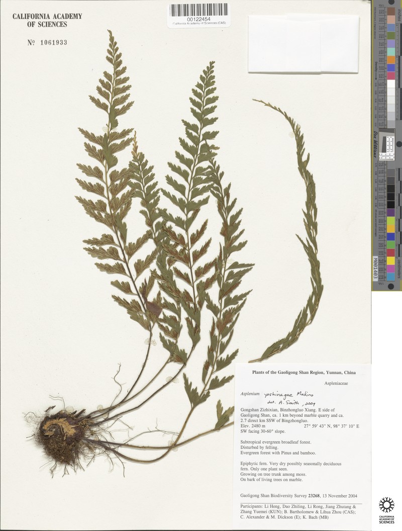 Asplenium yoshinagae subsp. indicum photo 2