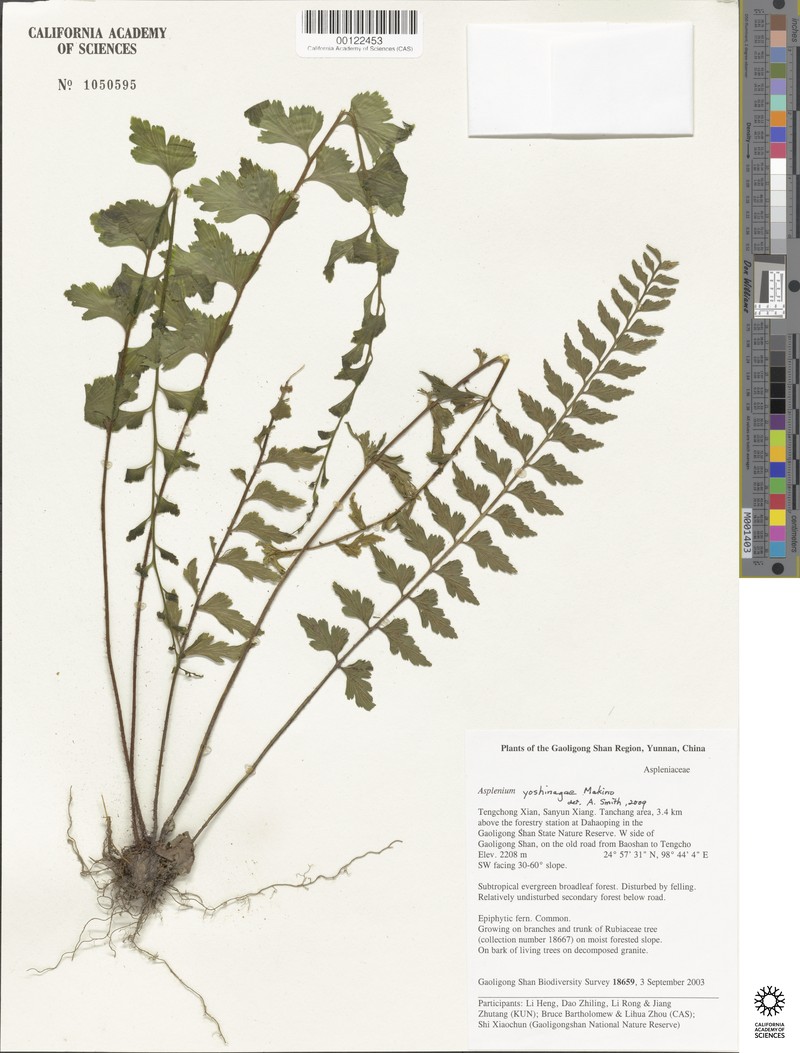 Asplenium yoshinagae subsp. indicum photo 3