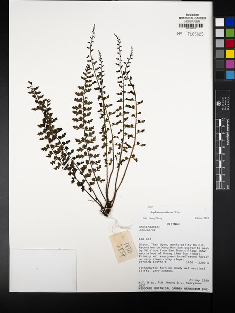 Asplenium yoshinagae subsp. indicum photo 4