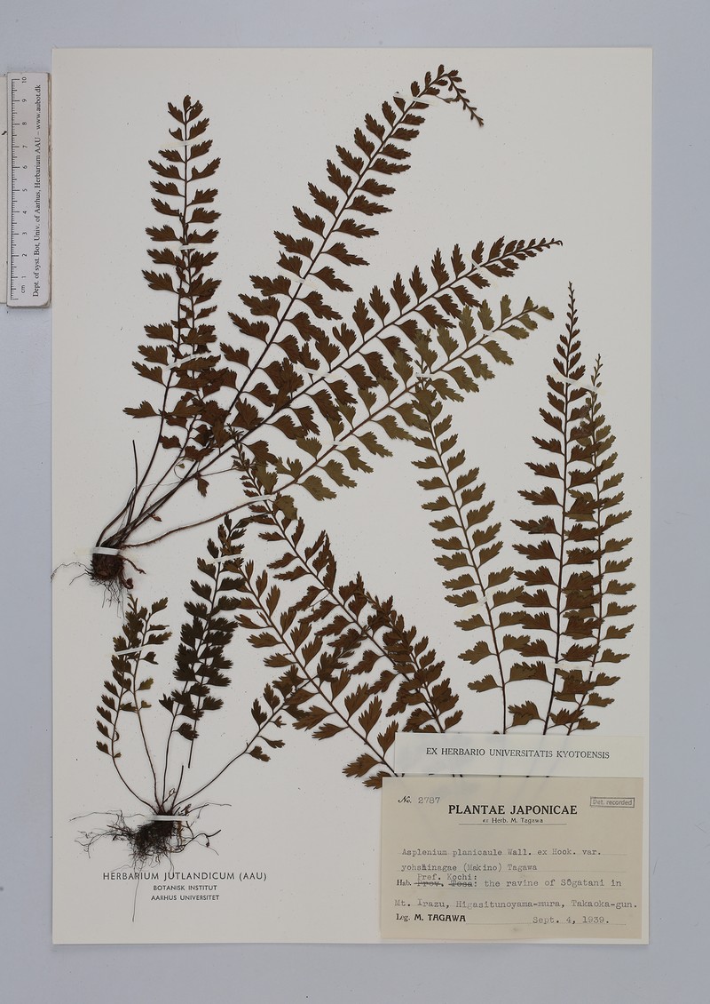 Asplenium yoshinagae subsp. yoshinagae